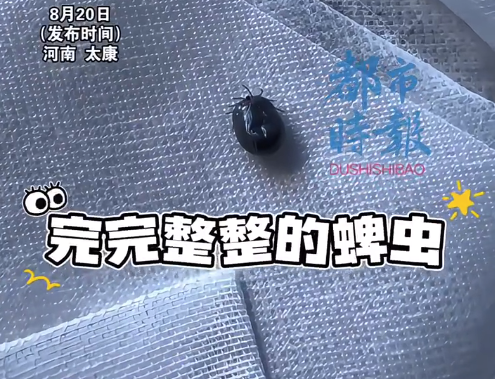 股牛网 蜱虫头嵌进小孩肚脐吸血两三天，不疼不痒的